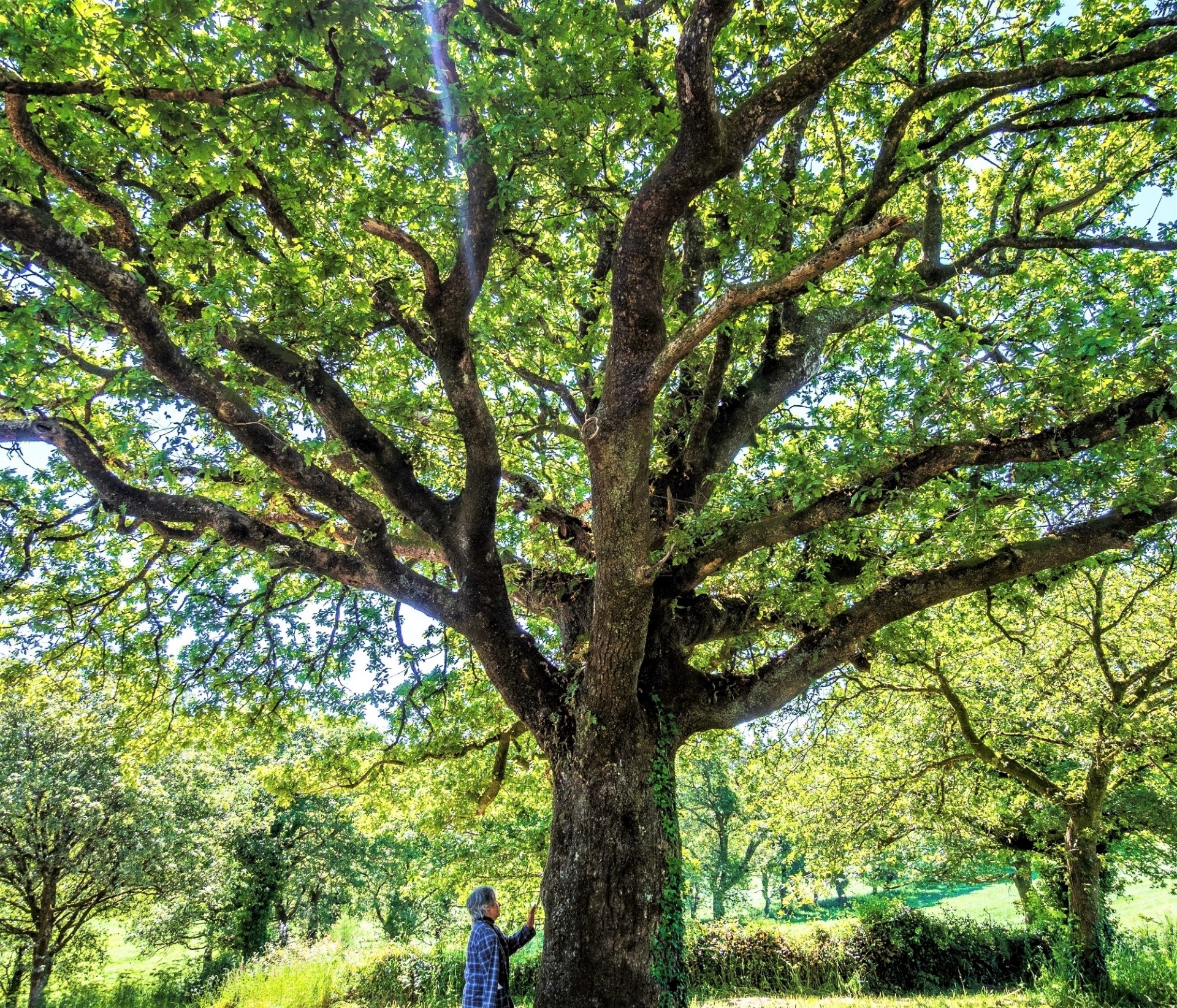 Árboles singulares de Galicia | Albariño.com